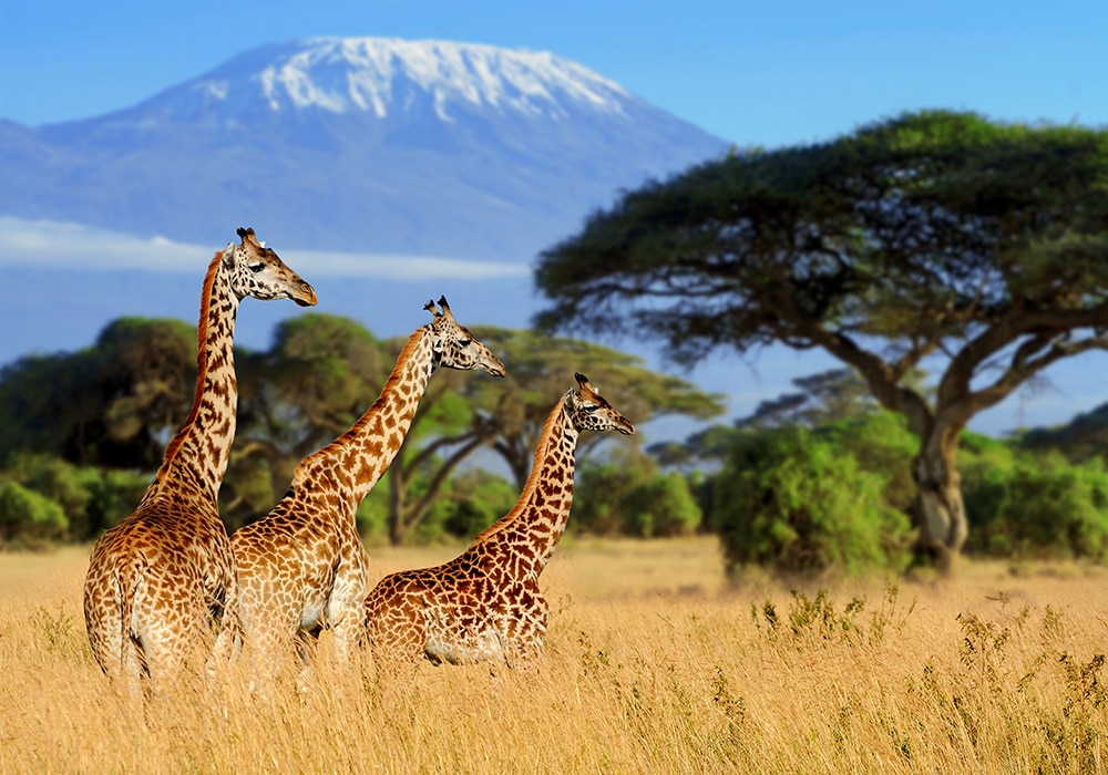 Adventure-Holidays-Savvi-Travel-Safari